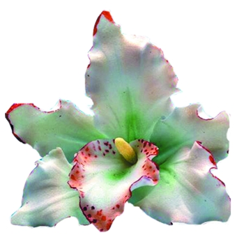 Orchidée - la pièce