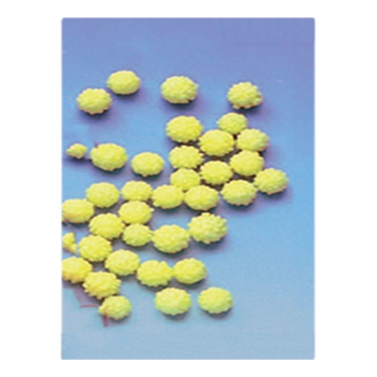 Boules de Mimosa sucre - 1kg 