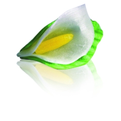 18 Arums sucre tiré avec Feuilles collées