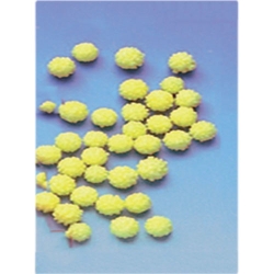 Boules de Mimosa sucre - 1kg 